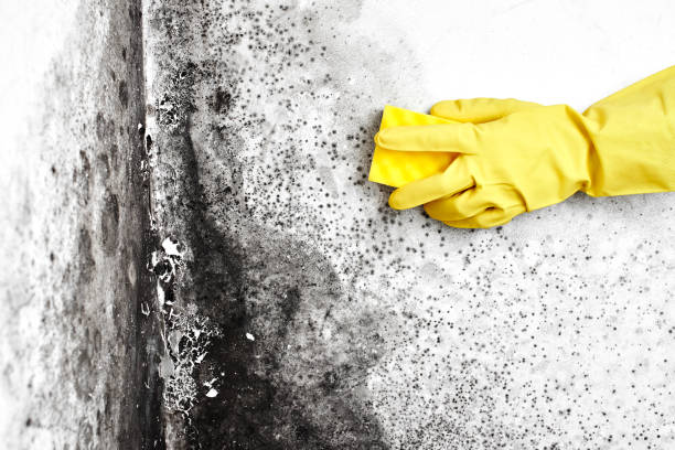 Best Local Mold Removal Service  in Dexter, GA