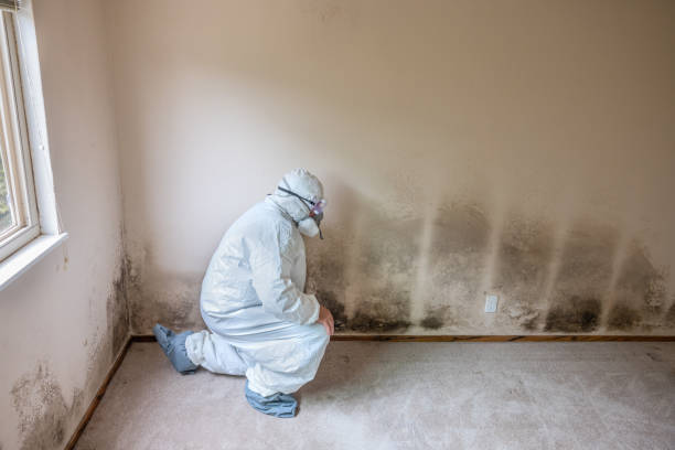 Best Commercial Mold Removal  in Dexter, GA