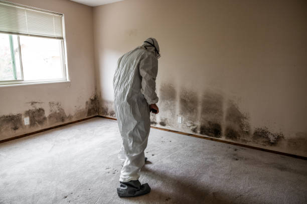 Best Emergency Mold Removal  in Dexter, GA